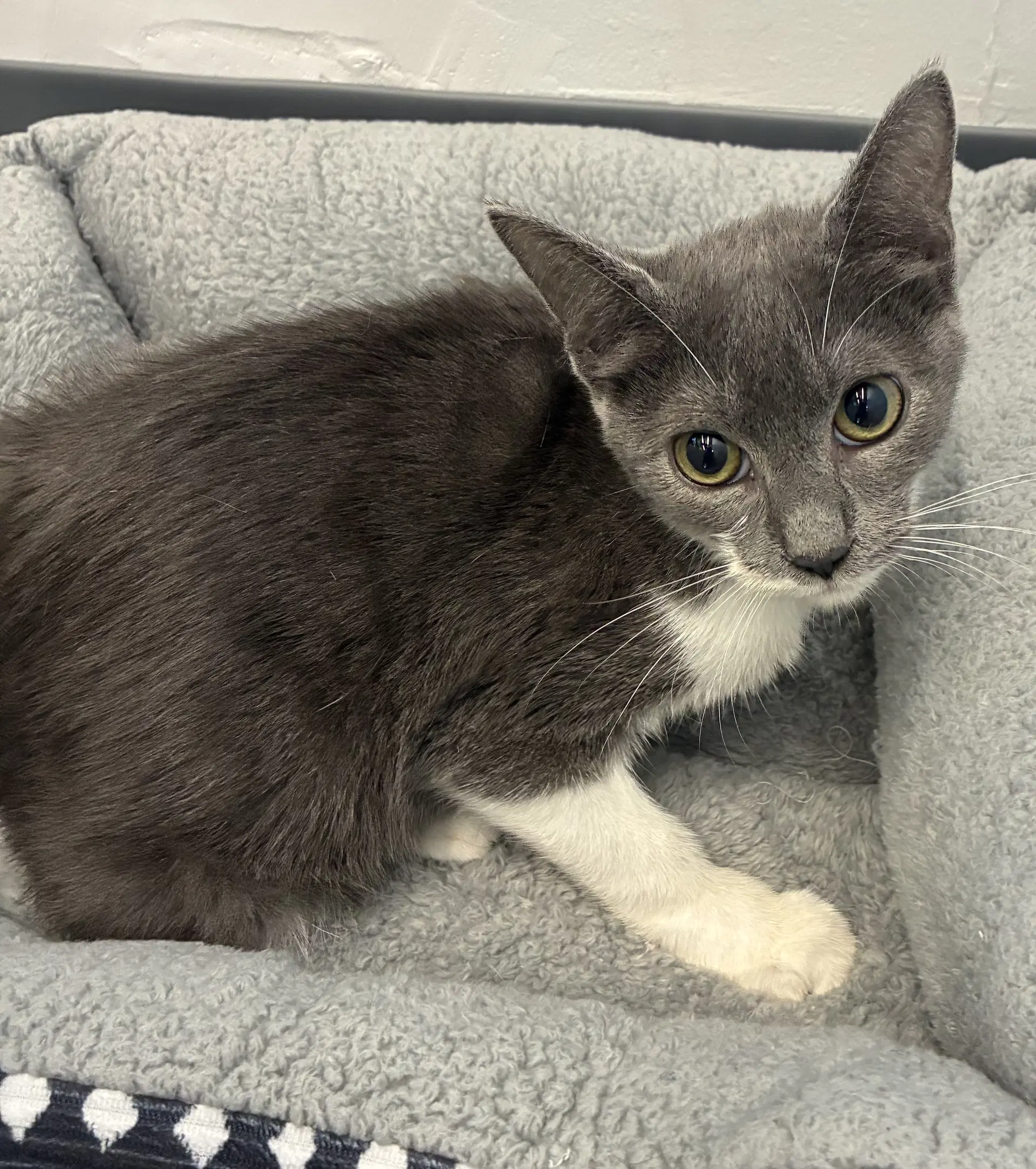 Valerie - Domestic Short Hair