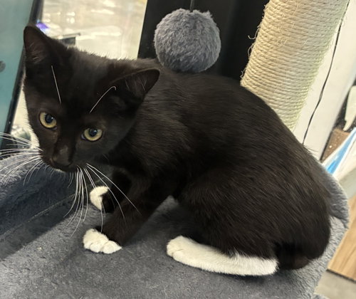 Rigby 8.4.26, a cat for adoption from Candy's Cats, Inc.