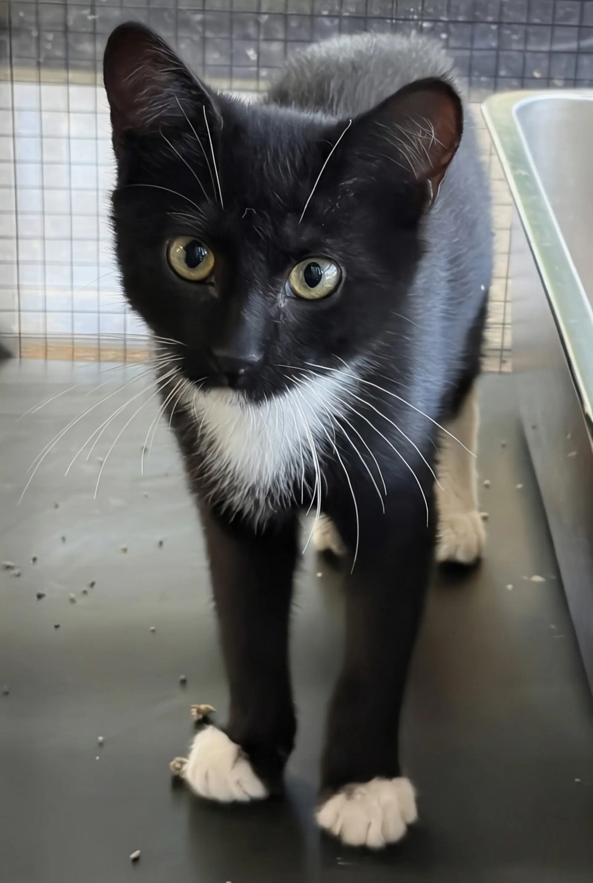 Rigby - Domestic Short Hair