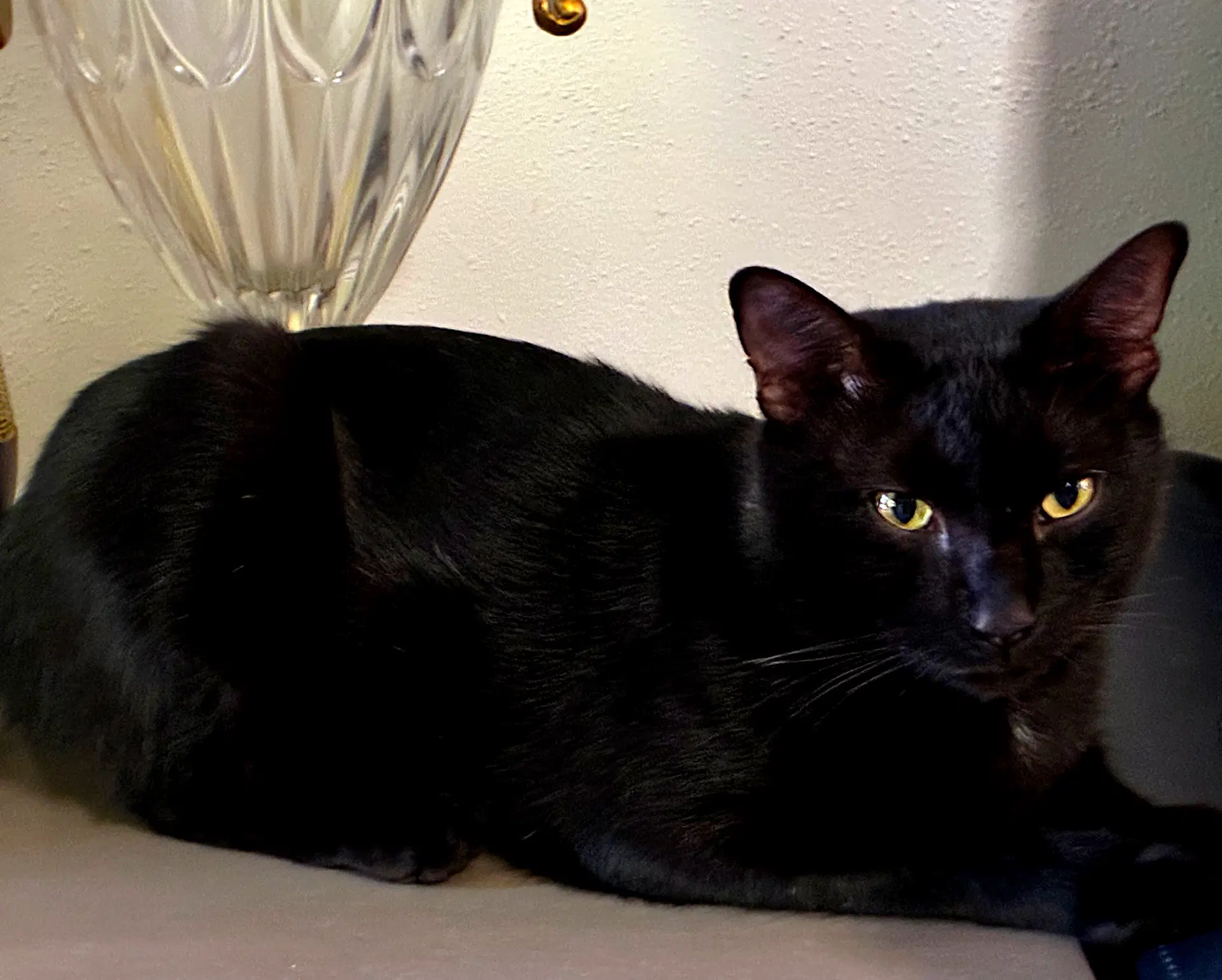 Eli - Domestic Short Hair