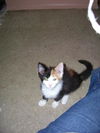Koshka