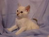 Mookie (KC)