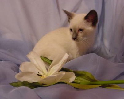 Meesha (KC)