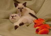 Meesha (KC)
