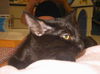 Licorice (TD) 5.22.07