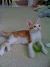 Codie (kll)