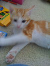 Codie (kll)