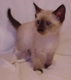 MeeSo (KC)