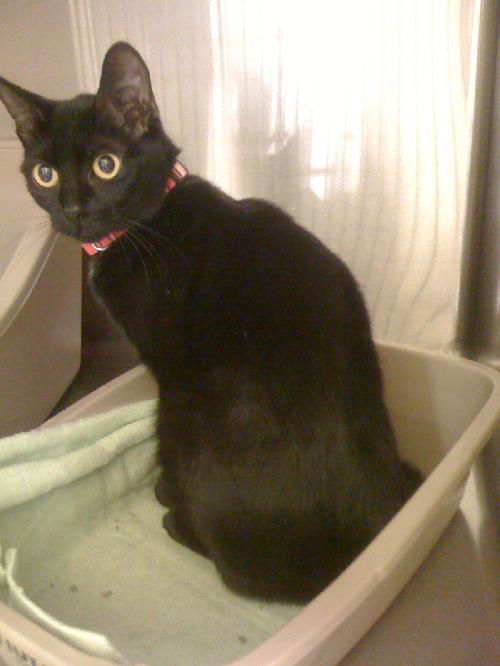 Kiki(MR)