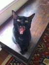 Kiki(MR)