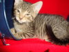 Mr. Mistoffelees (sak)