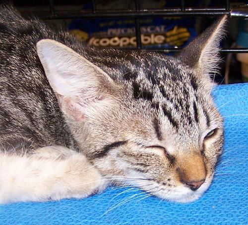 Mew (slk)