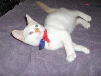 Kito