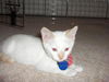 Kito