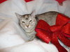 Cleo (CL)