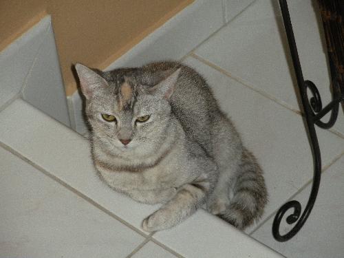 Cleo (CL)