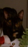 Kneady (JFS) 6.8.10