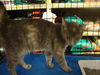 Mewsette (KJ) 10.18.09