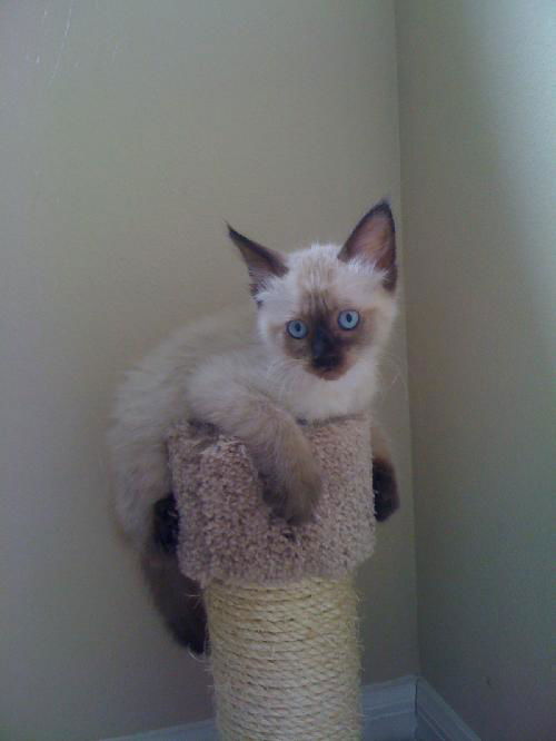 Mew-lan (KLL)