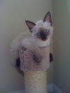 Mew-lan (KLL)