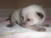 Mew-lan (KLL)