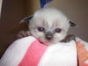 Mew-lan (KLL)