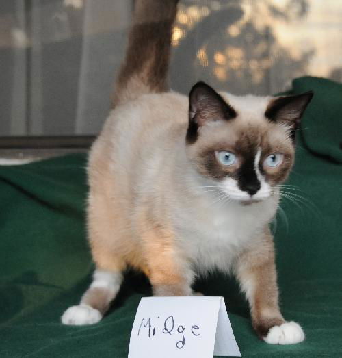 Midgie(JD)