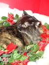 Lillian (courtesy)
