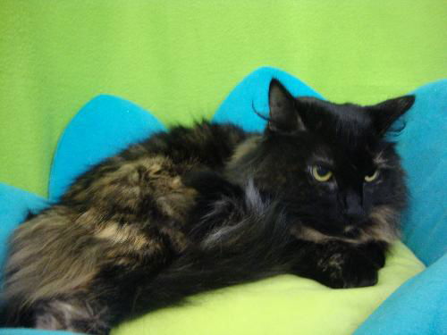 Lillian (courtesy)