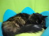 Lillian (courtesy)