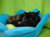 Lillian (courtesy)