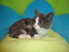 Kyra (KC) 10.1.11