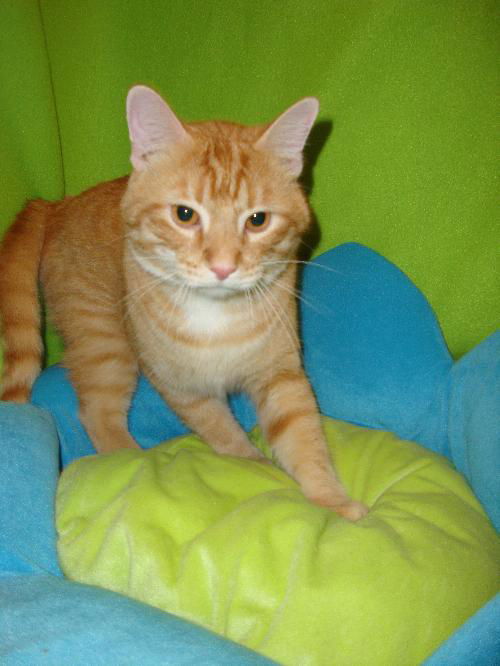 Simba (AJK)