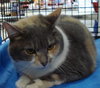 Miss Kitty