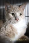 Lord Grantham (CS) 2.15.08