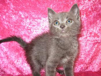 Milori(TG)