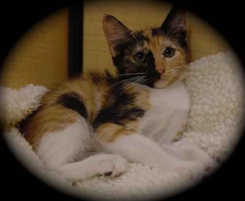 Miss Apprehensive