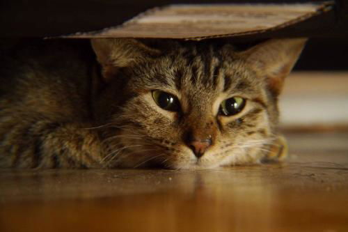 Joan Kitty (Courtesy)