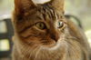 Joan Kitty (Courtesy)