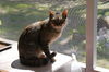 Joan Kitty (Courtesy)