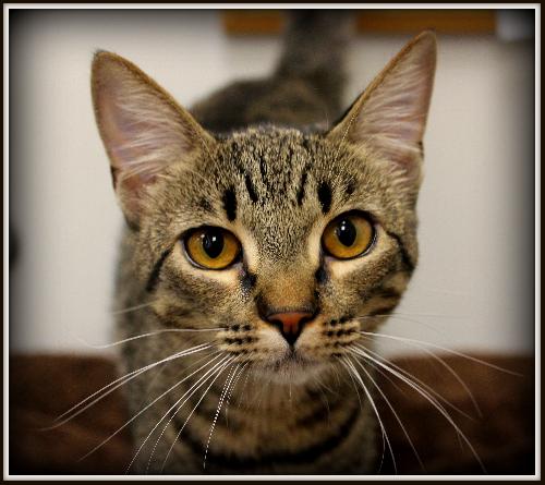 MISSY(JD)