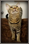 MISSY(JD)
