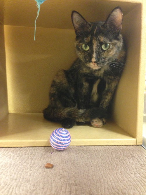 Miss Skippypaws (KJ) 8.15.12