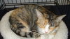 Clarice (LB)