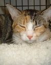 Clarice (LB)