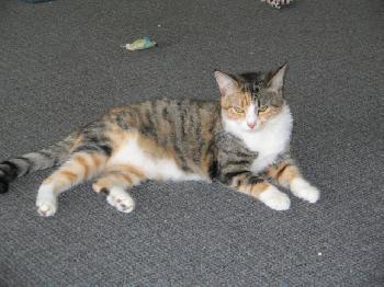 Clarice (LB)