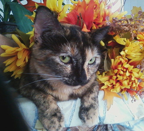 Miss Tort (CC) 5.19.13