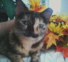 Miss Tort (CC) 5.19.13