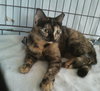 Miss Tort (CC) 5.19.13