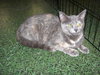 Missy (SLK) 7.14.06
